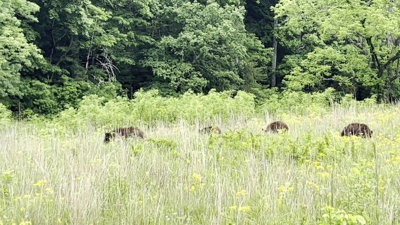 Cades Cove &mdash; Great Smoky Mountains National Park