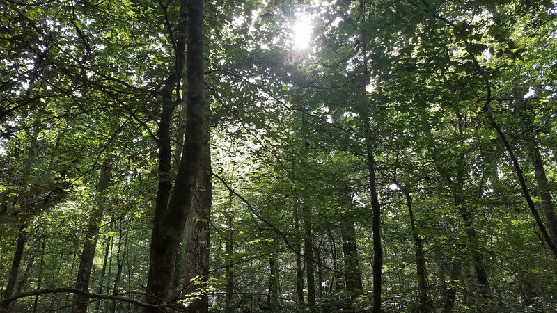 The Torreya Tree: A Living Fossil on the Brink