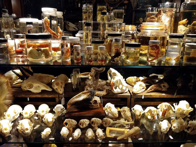 Curated Oddities and Wet Specimens