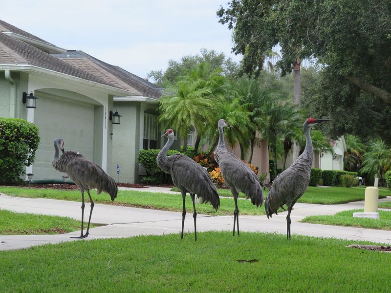 Westchase (Hillsborough County)