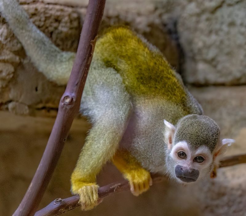 Where You Can See Monkeys Up Close