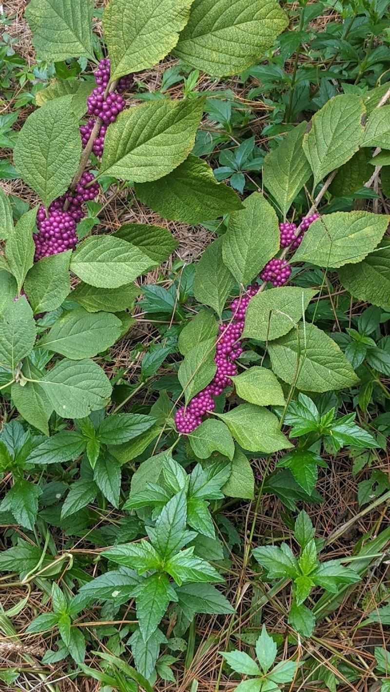 Butterfly Garden That Brings Color to Your Walk