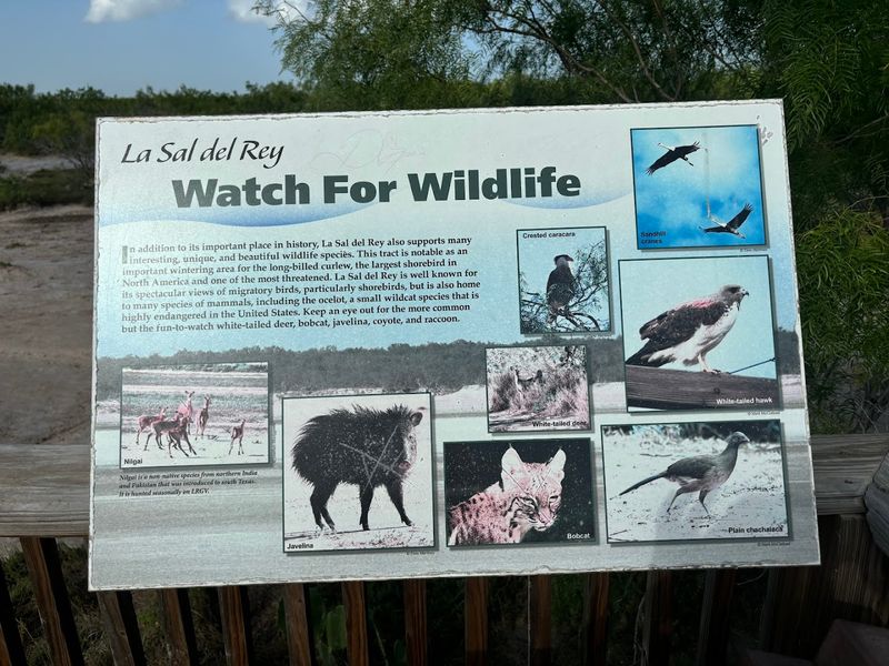 Wildlife Encounters on the Salt Flats
