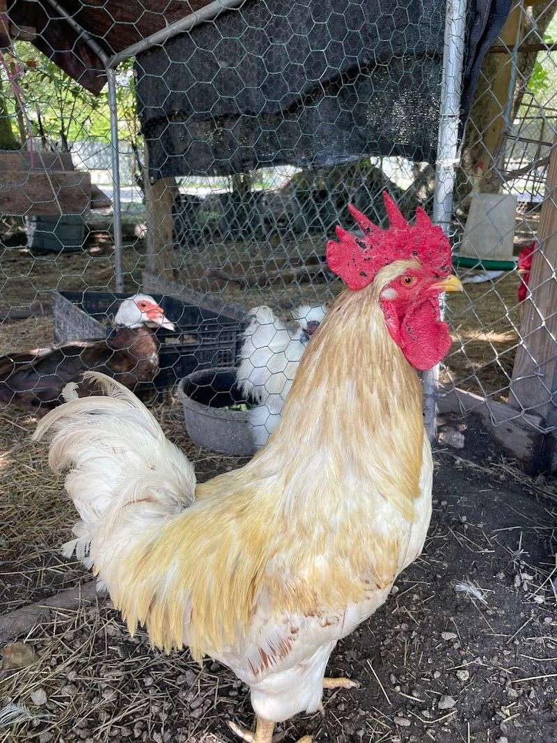 Free-Roaming Animals That Steal the Whole Show