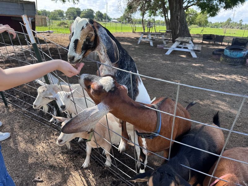 Feed and Pet the Friendly Goats