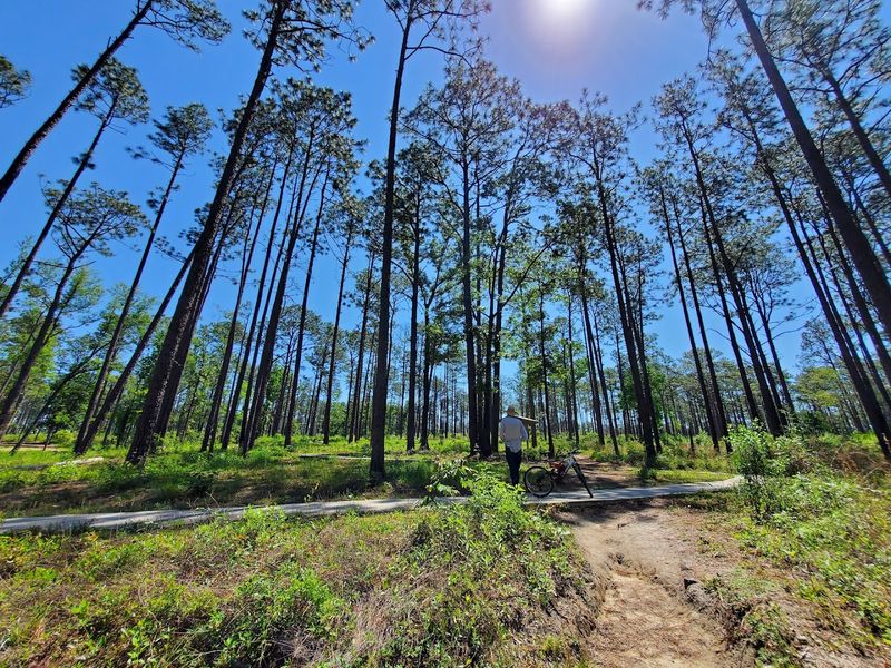 Camping Under Longleaf Pines