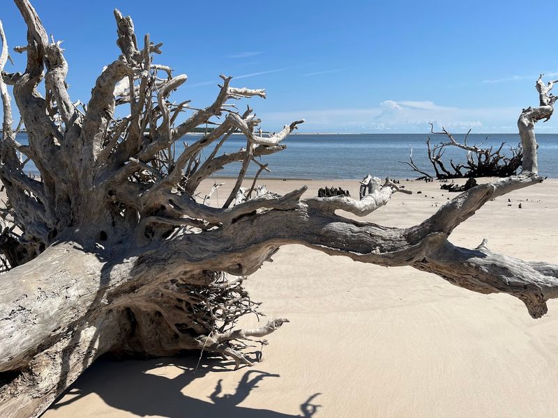Big Talbot Island State Park / Boneyard Beach (Jacksonville)