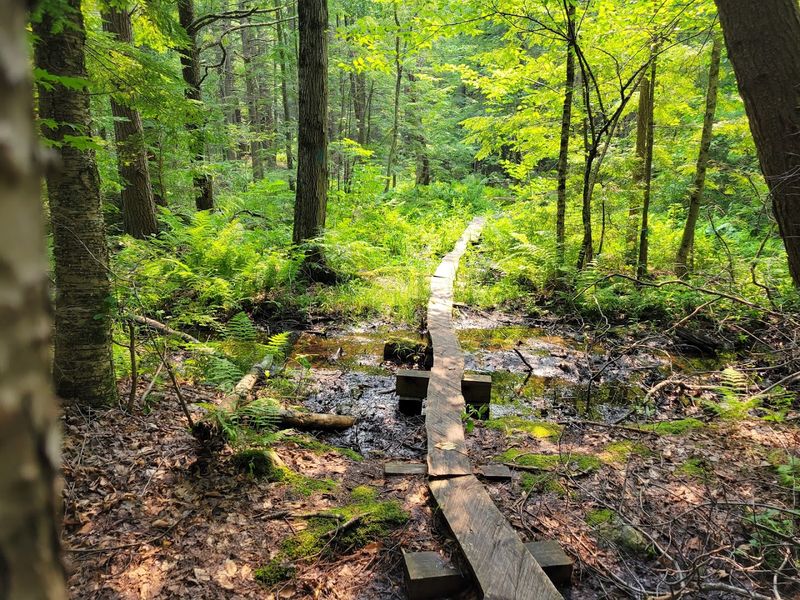 Pond Loop Trail Stroll