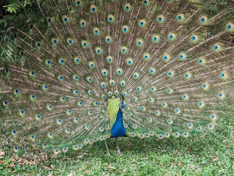 Peacocks Everywhere You Look