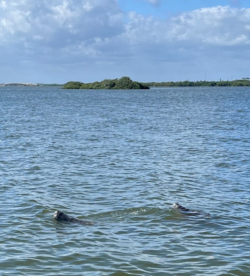 Manatee Sightings Happen Year-Round