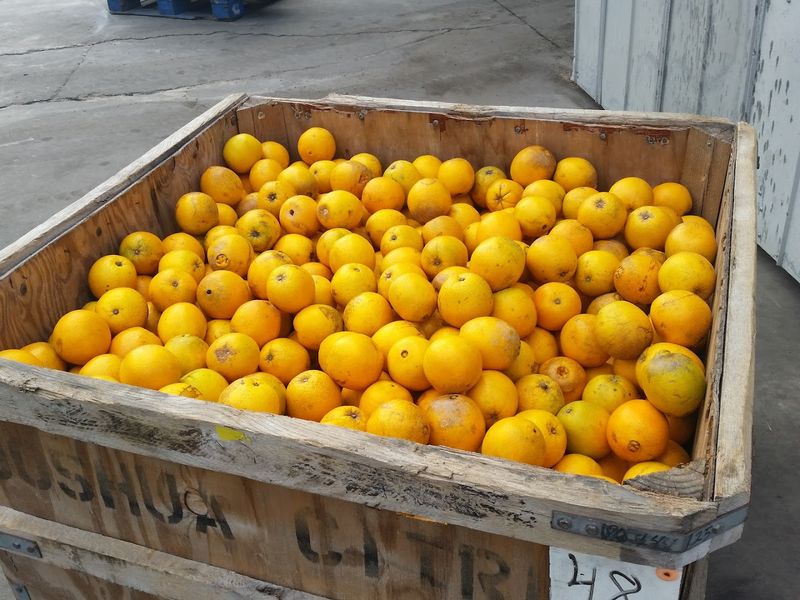 Fresh-Squeezed Juice Straight From The Grove