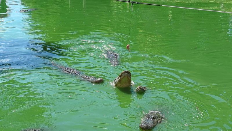 Gator Park Where You Become The Feeder