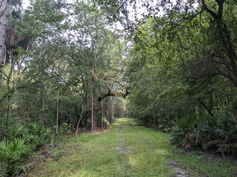 Dog-Friendly Trails With Important Considerations