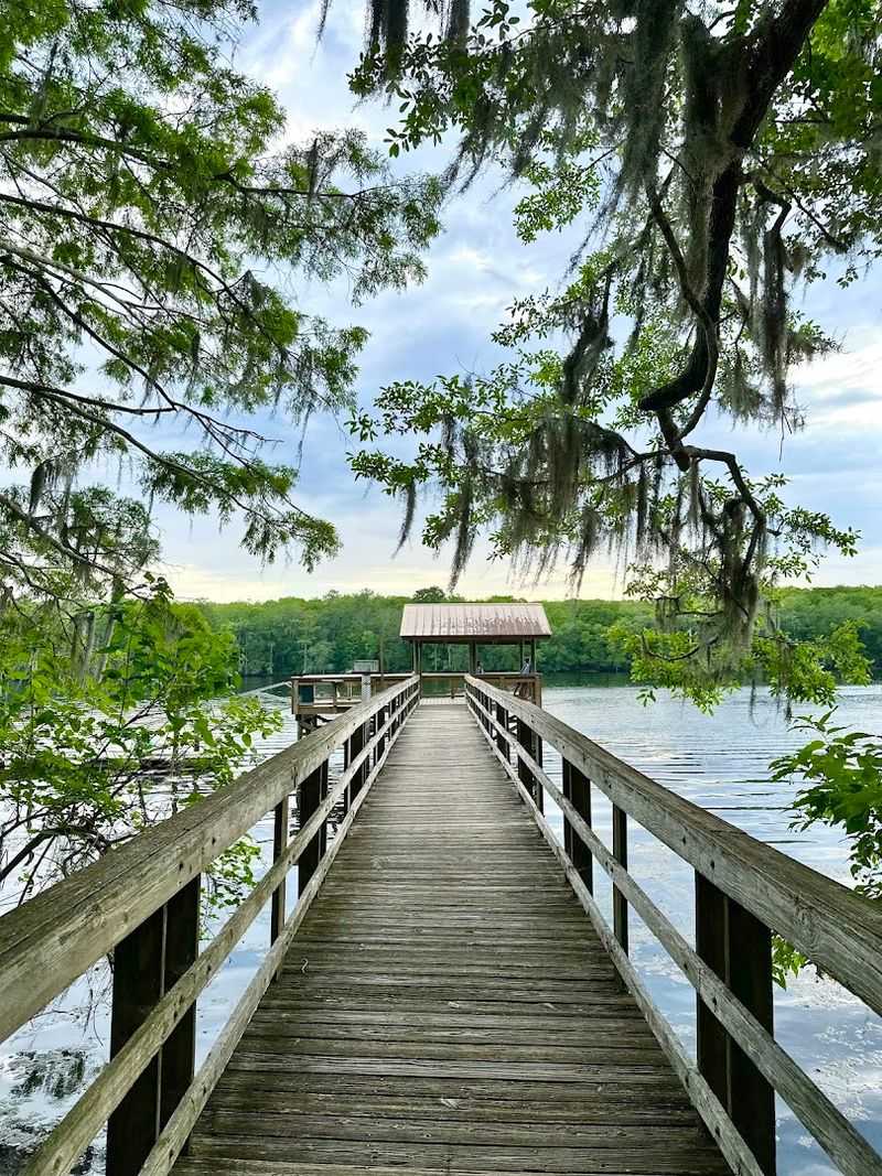 Follow a Cypress Boardwalk at Manatee Springs