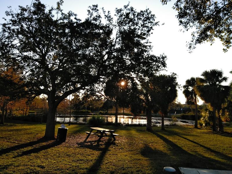 Shade Trees That Deserve Their Own Fan Club