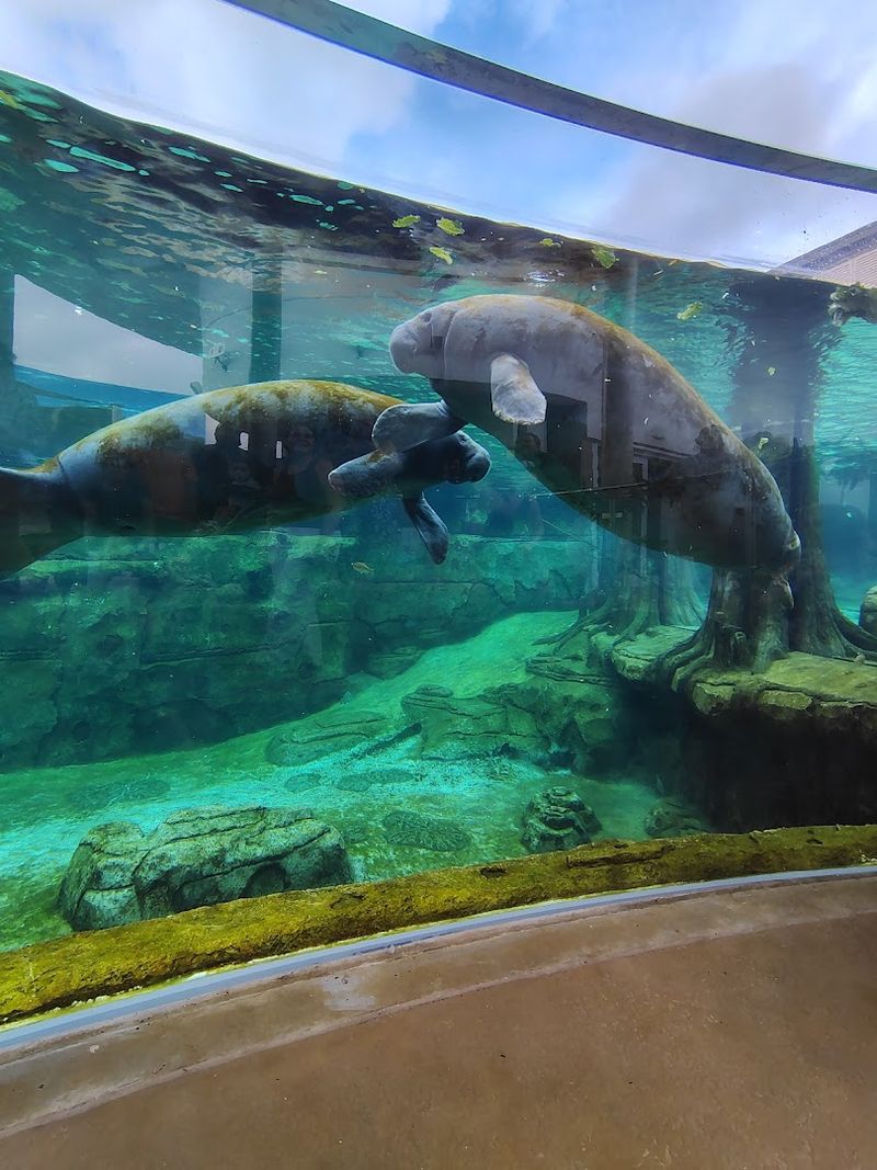 Rescued Manatees Become Ambassadors for Florida's Coastal Conservation