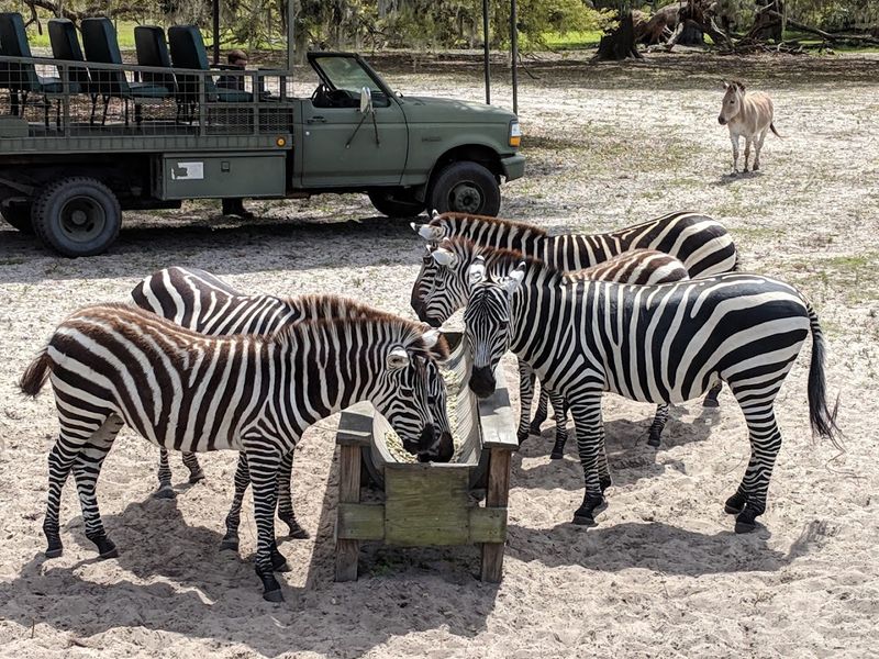 Why It Feels Like A Real Safari