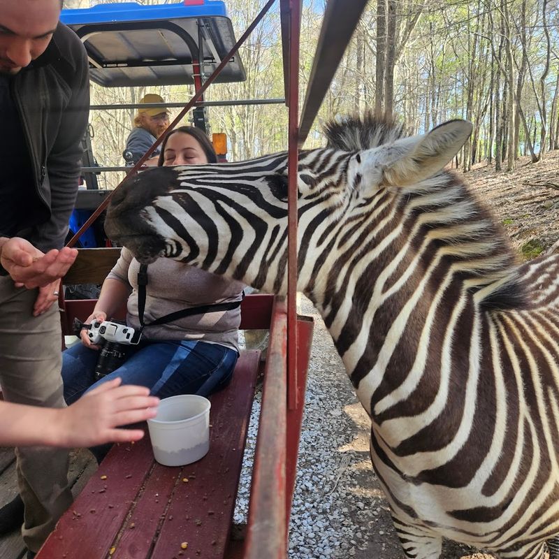 This Tennessee Safari Park Offers A Wild Experience In A Surprisingly Peaceful Setting