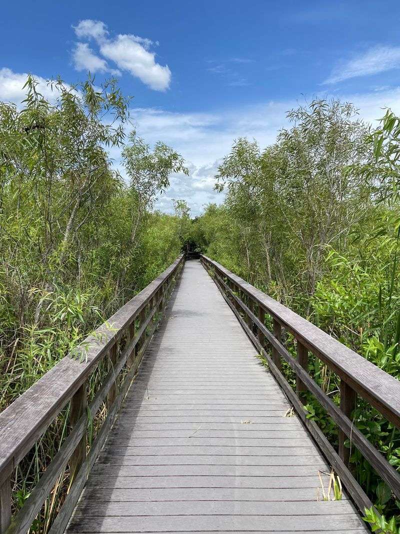 Bobcat Boardwalk Trail at Shark Valley (Everglades National Park)
