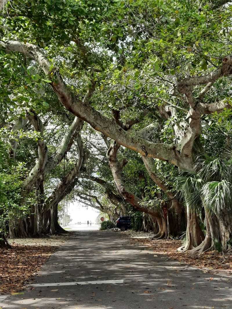 Cycling Gasparilla Island: The Best Way to Feel Like a Local