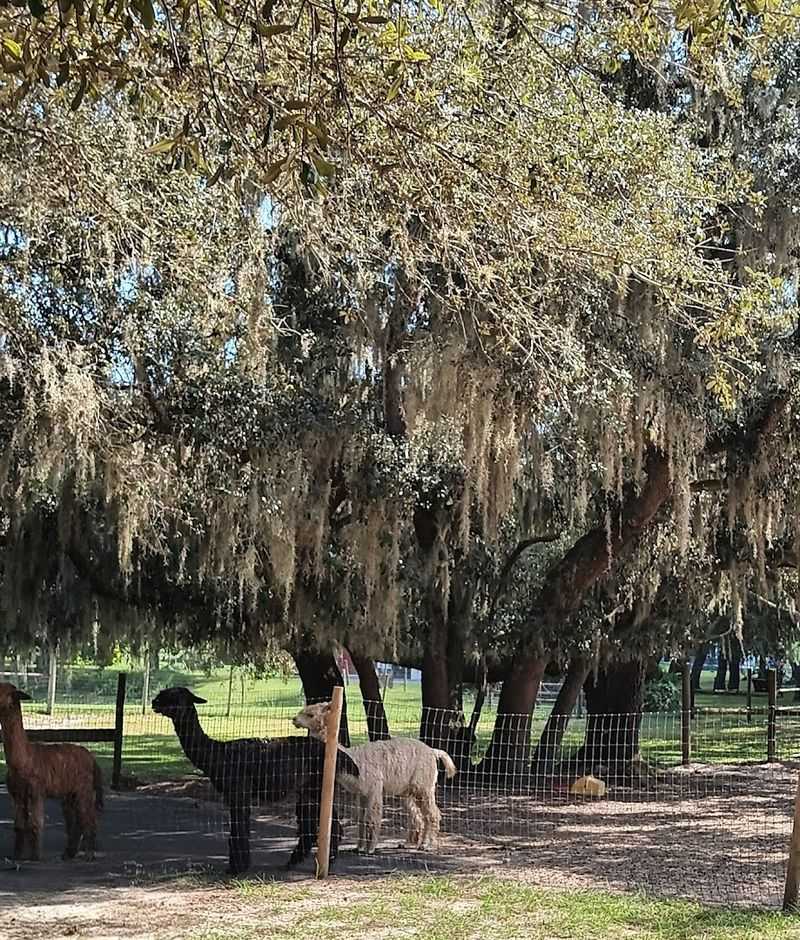 Shaded Oak Tree Canopy Keeps The Experience Comfortable Year-Round