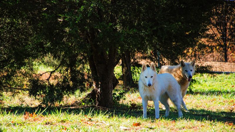 Why Sanctuaries Like Wolf Paws Matter