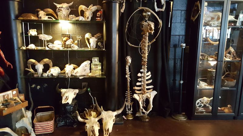 The oddities and taxidermy collection