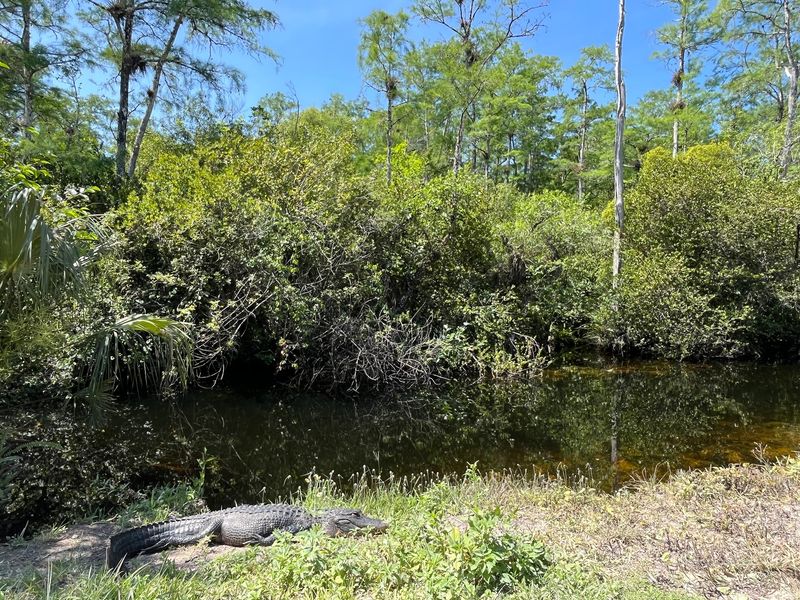 Loop Road (Big Cypress National Preserve)
