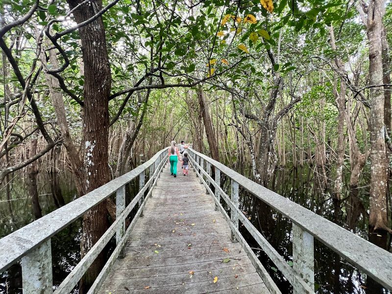 Easy Boardwalk Trails Through Real Florida Swamp