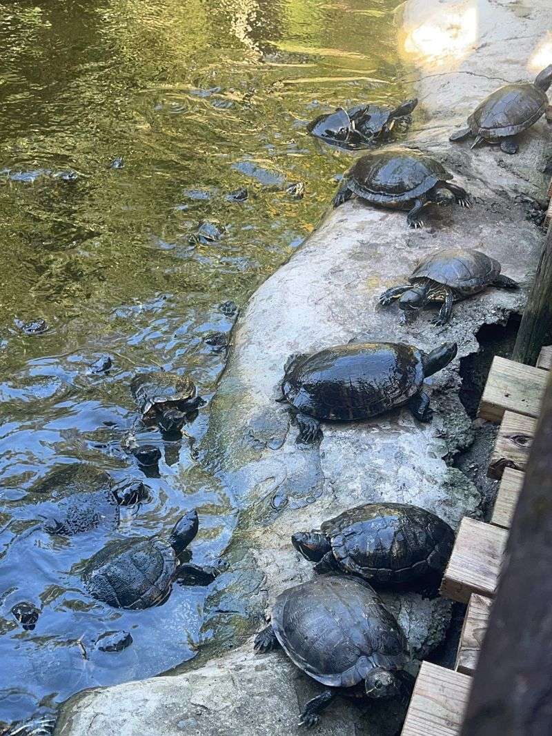 Crocs, Turtles, and Other Surprises