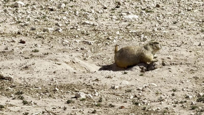 They'll Come Within Feet of You