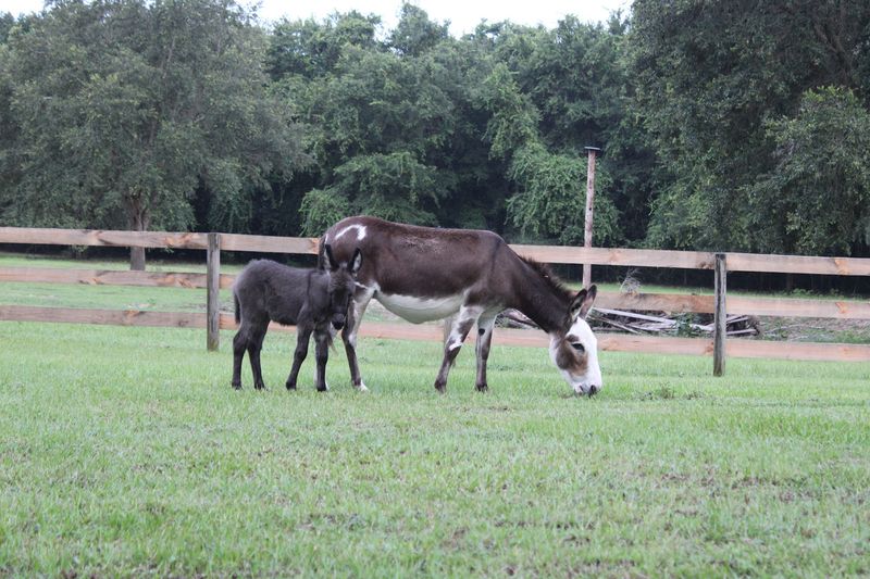Tiny Donkeys Holding Their Own in the Horse Capital
