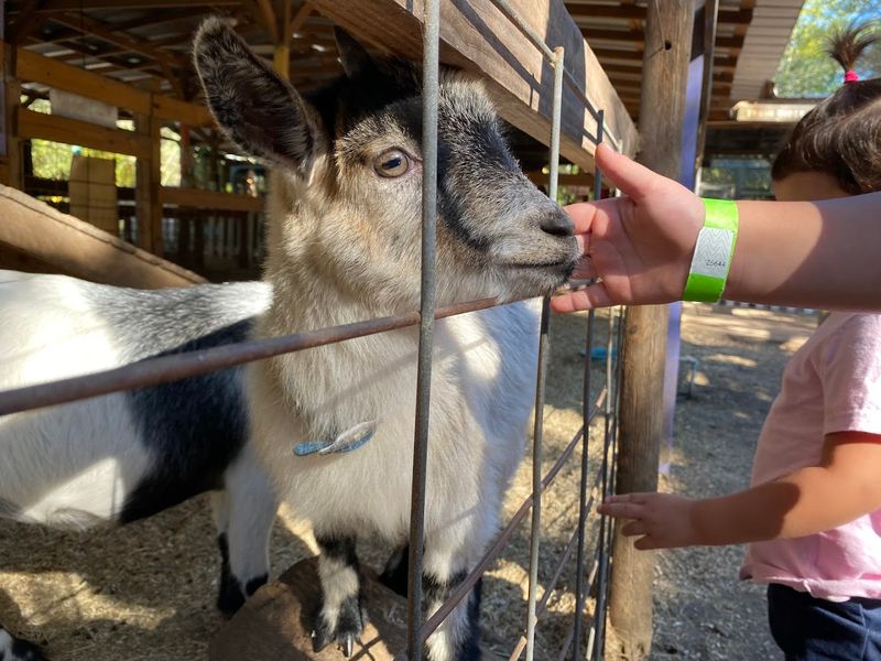 This Heartwarming Florida Animal Sanctuary Lets Kids Meet Rescued Farm Animals Up Close