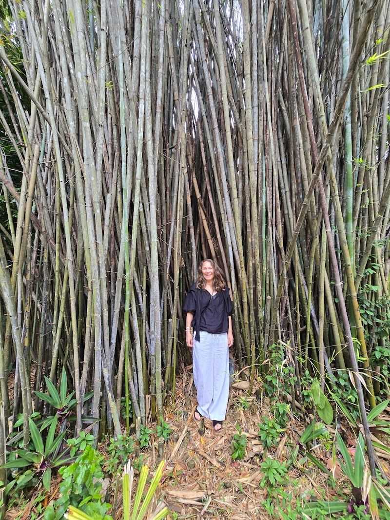 Towering Bamboo Groves That Sing in the Breeze