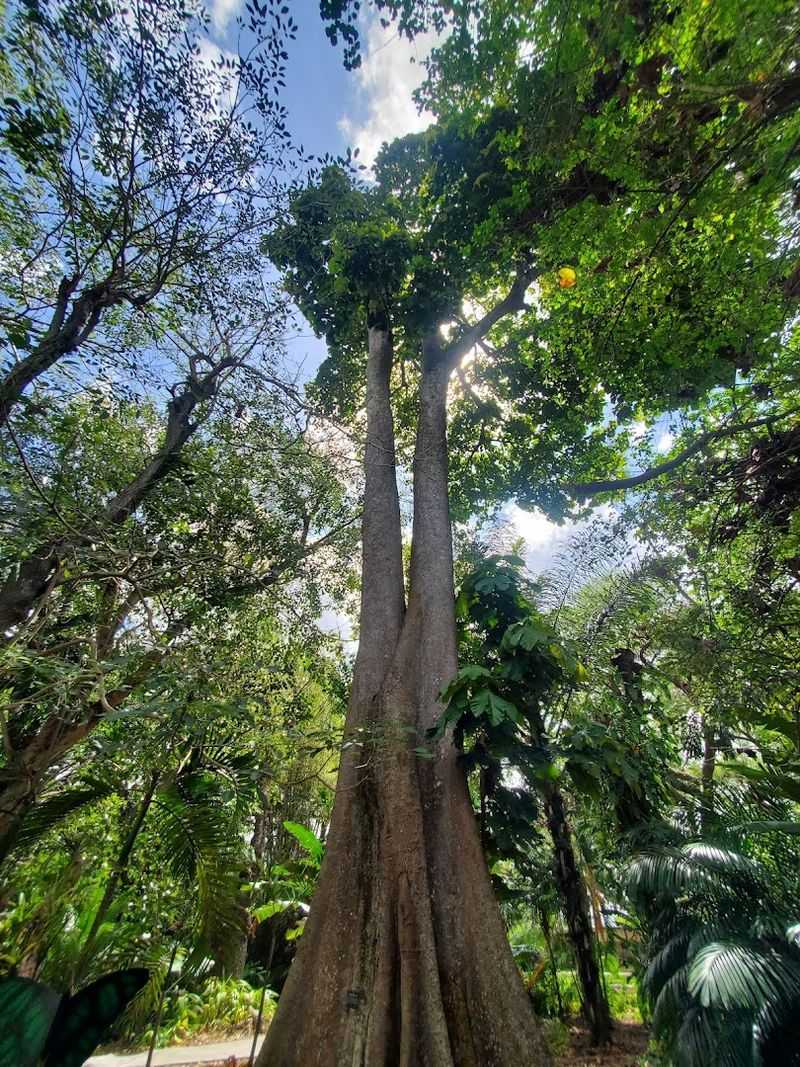 The Botanical Gardens and Rare Plant Collections