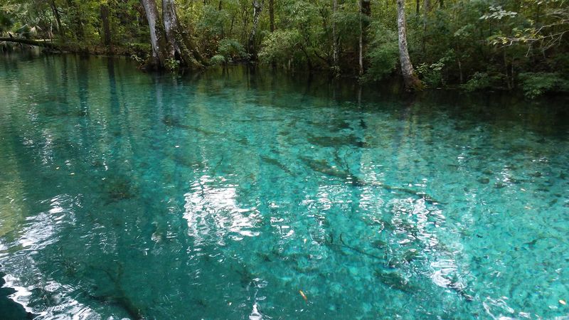 Silver River (Silver Springs)