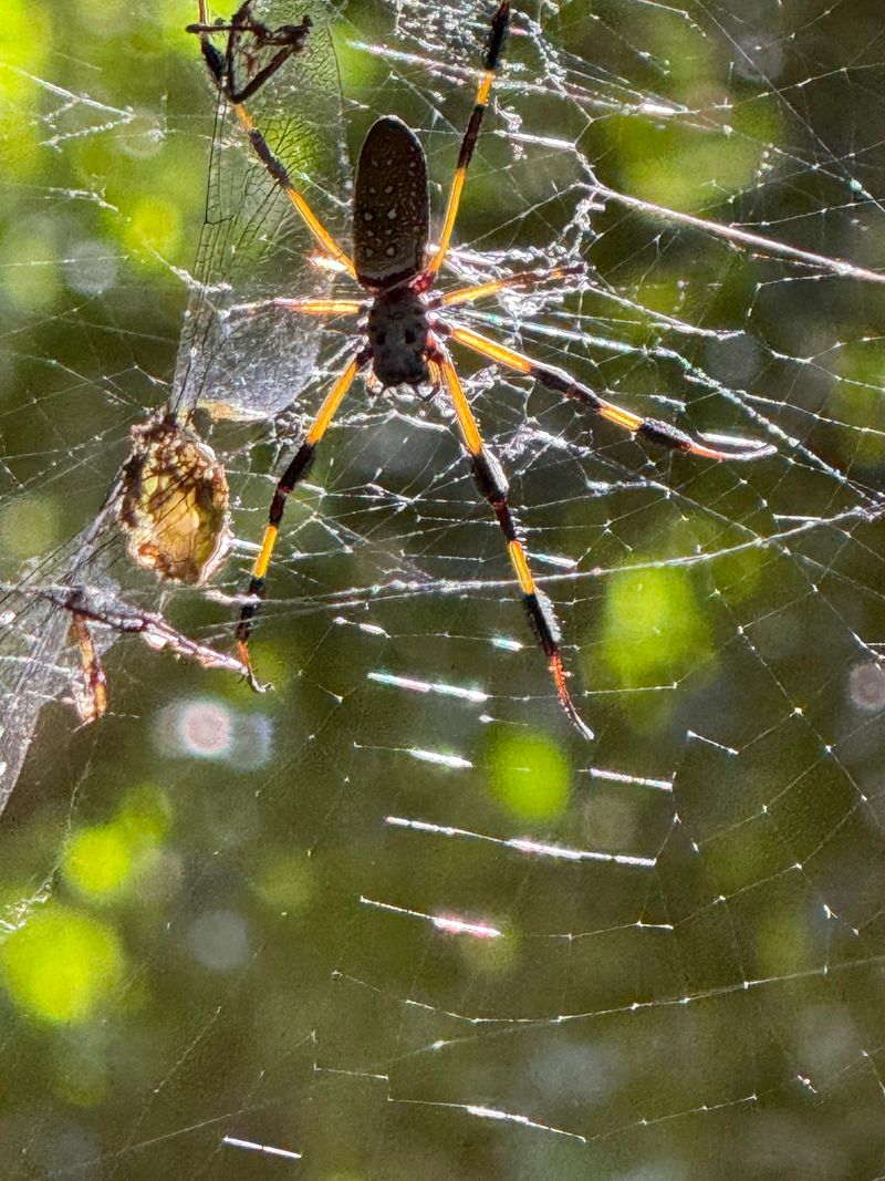 Wildlife Encounters in an Urban Oasis