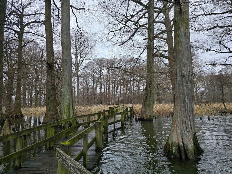 Where to Look for Eagles Around the Lake