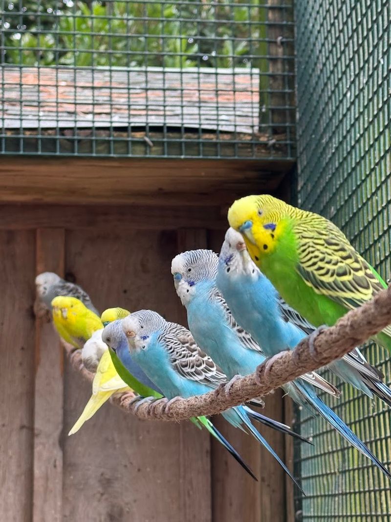 Walk-In Bird Aviary