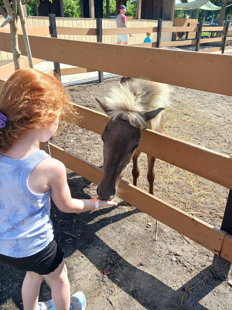 Pony Rides and Pumpkin Cannons Cost Extra But Deliver Thrills