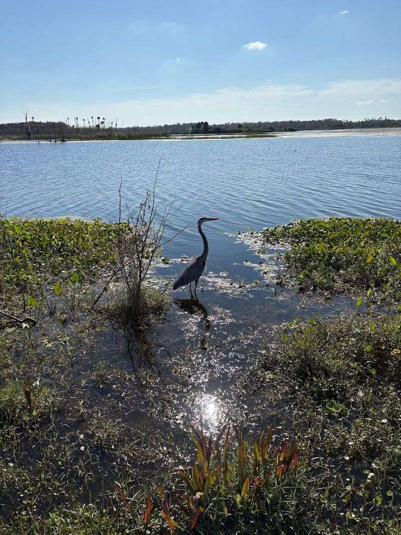 Great Blue Heron Fishing Lanes