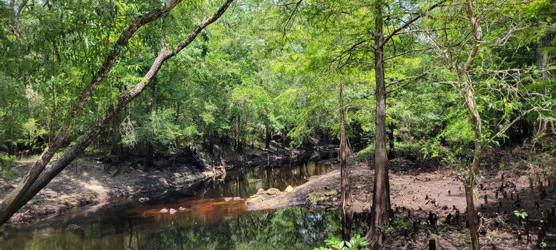 Nature Coast Wildlife and the Wilderness All Around