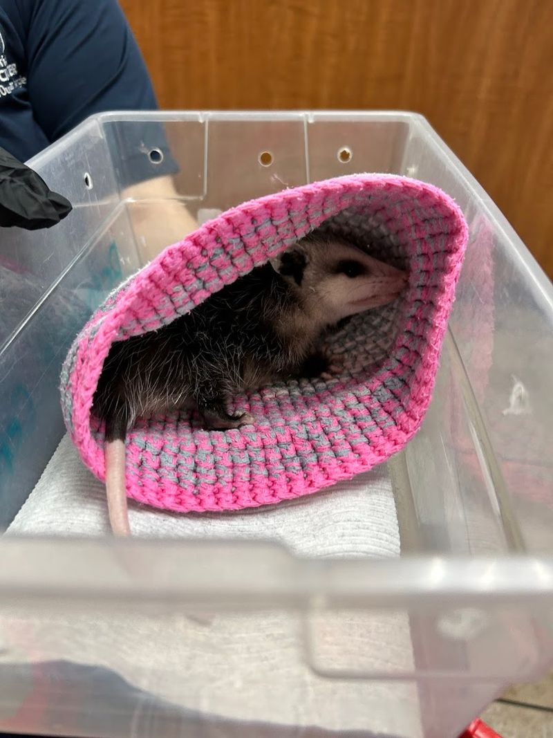 Orphaned Animals Get a Real Second Chance Here