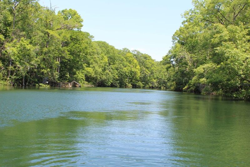 Wakulla River (Wakulla Springs)