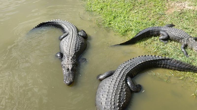 Meet the Rare Cuban Crocodiles