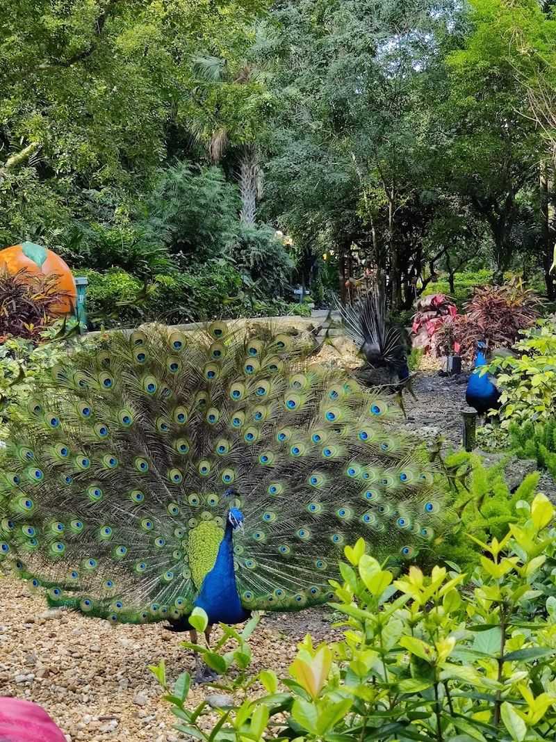 Freely Roaming Peacocks