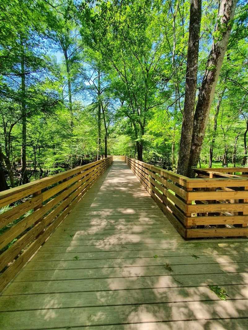 Quarter-Mile Boardwalk Through Shaded Forest