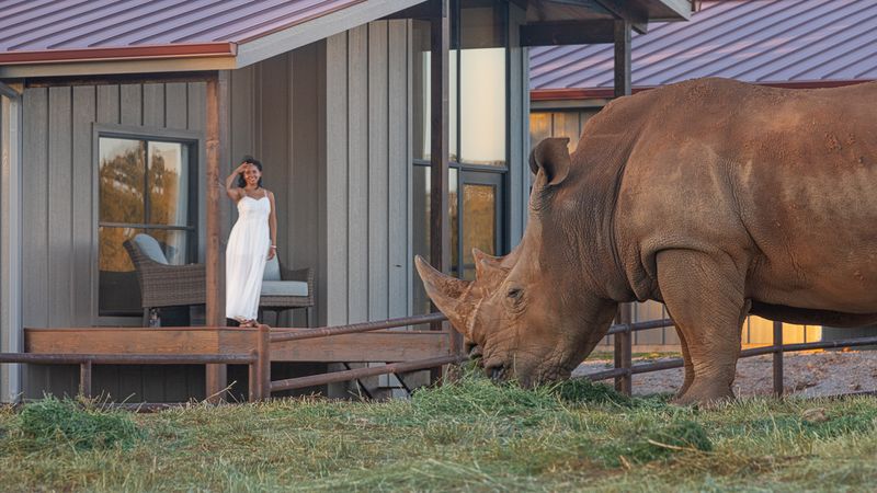 Up Close With Rhinos: Meet Fred or Barney