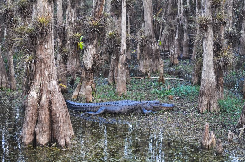 Big Cypress National Preserve (Ochopee)