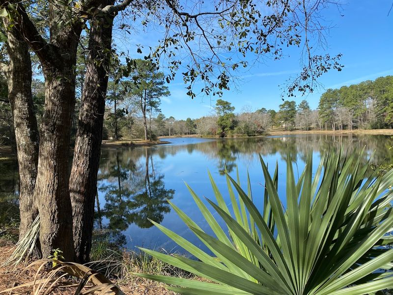 Bluegill Pond Where Ducks Raise Their Babies